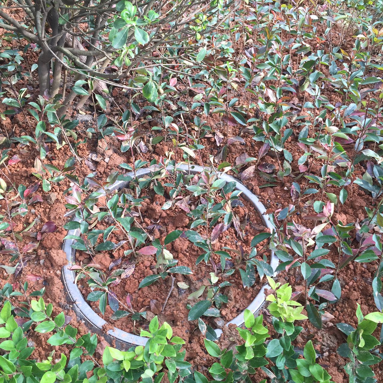 不锈钢草盆井盖